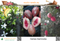 Preview: Carissa macrocarpa, Natalpflaume, 10 Samen